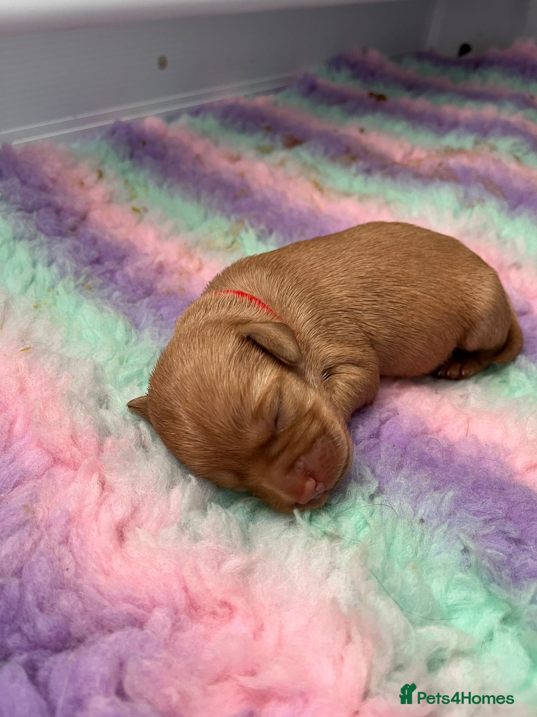Labrador Retriever dogs for sale: KC Registered Fox red Labradors - Image 10