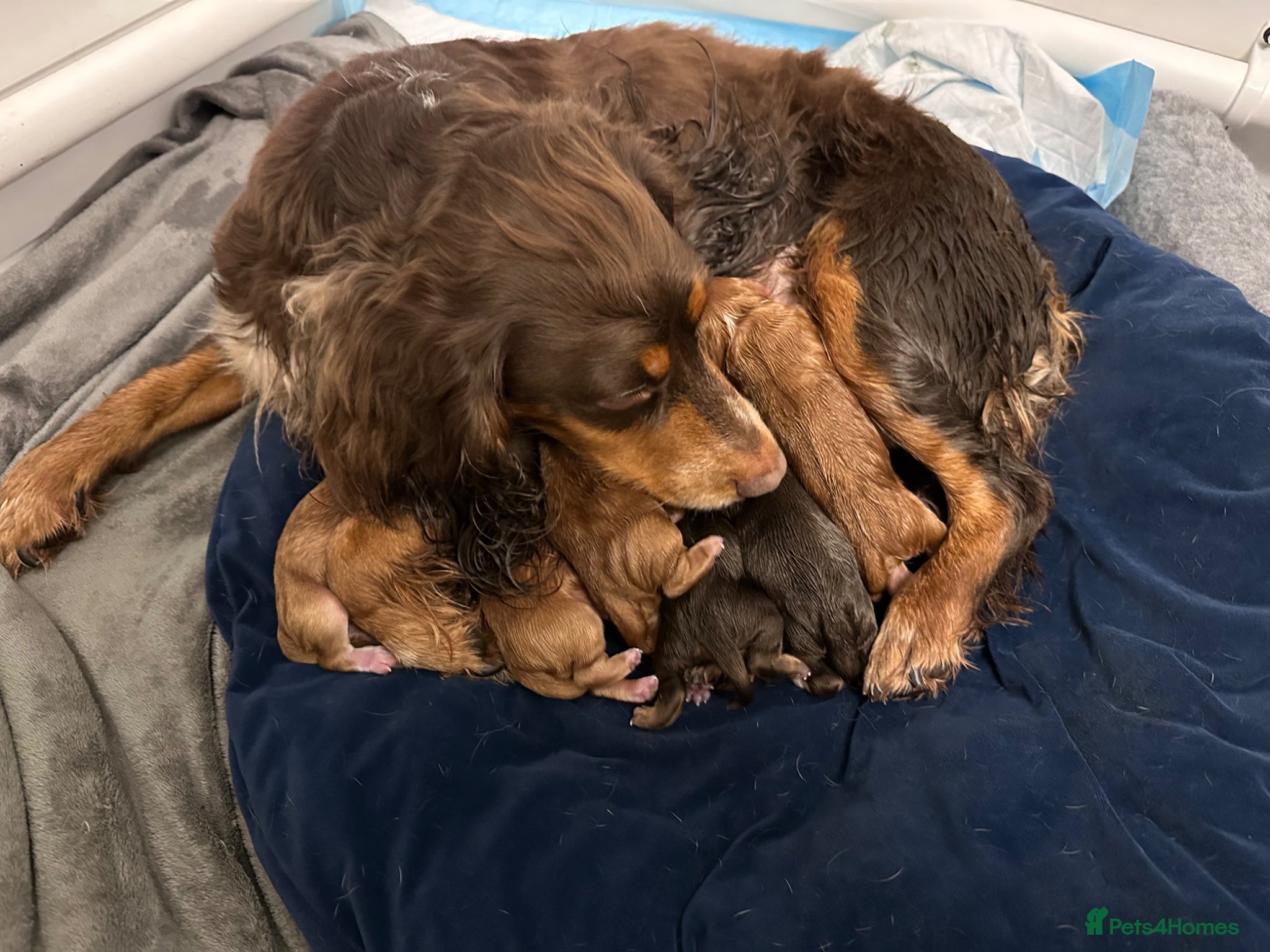 Cocker Spaniel dogs 7 Beautiful working cocker spaniels. 6 weeks old - Advert 1