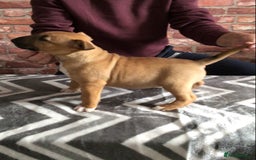 English Bull Terrier dogs for sale: Kcregd English bull terrier puppies  - Image 2