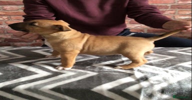 English Bull Terrier dogs - Advert 10