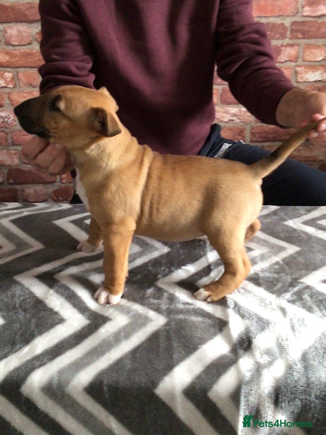 English Bull Terrier dogs for sale: Kcregd English bull terrier puppies  - Image 2