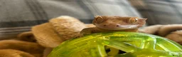 Gecko reptiles for sale: Female Crested Gecko with Full Set Up in Newport - Advert 2