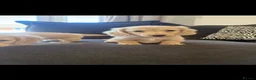 Miniature Dachshund dogs for sale: Miniature dachshund for sale ready now 🤍 - Advert 6
