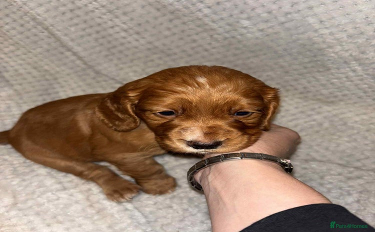 Cocker Spaniel dogs - Advert 1