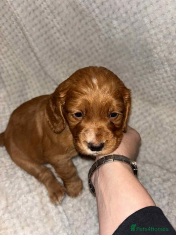 Cocker Spaniel dogs - Advert 1