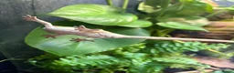 Gecko reptiles for sale: 3 female crested geckos in Liverpool - Advert 11
