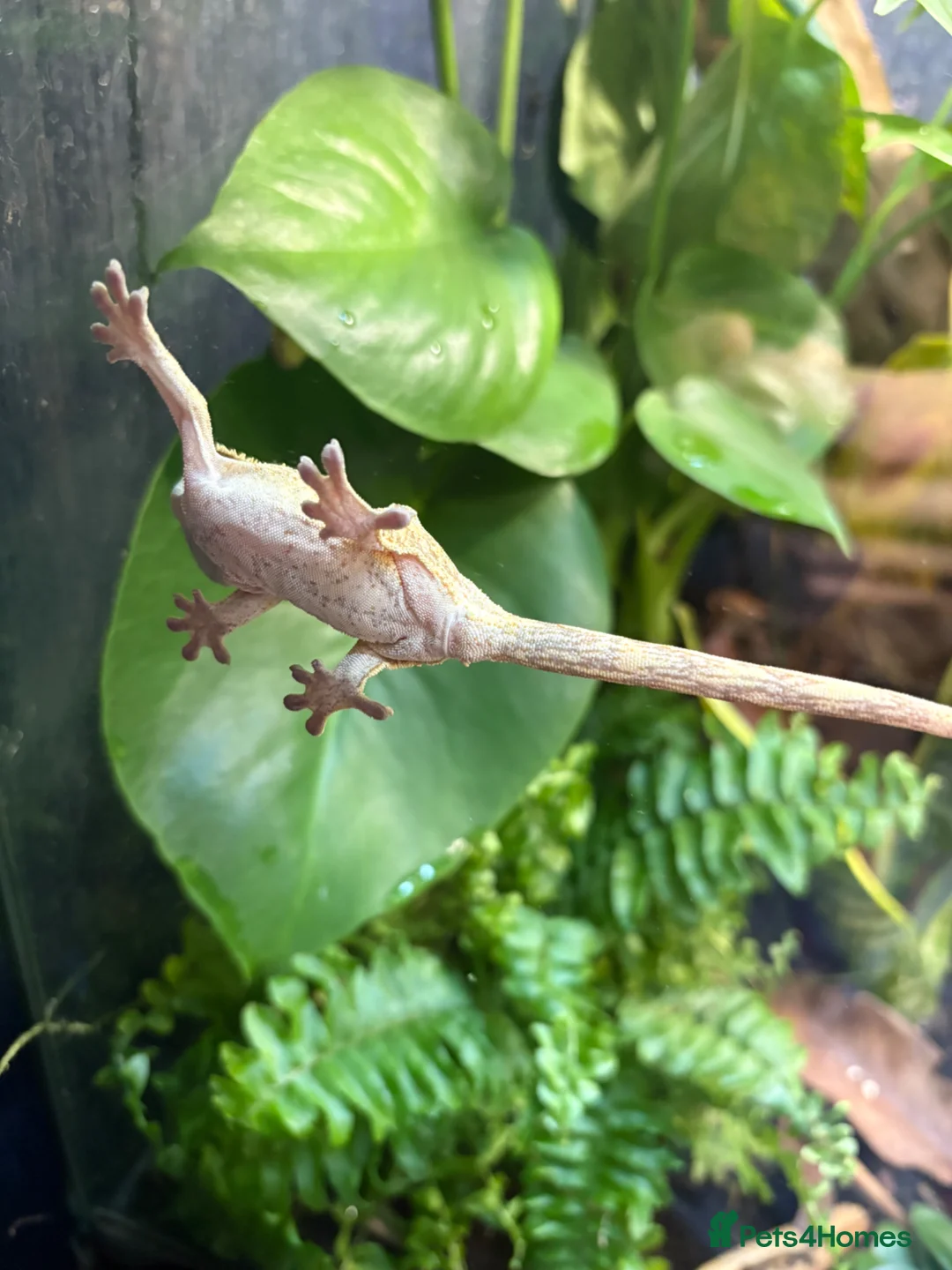 Gecko reptiles for sale: 3 female crested geckos in Liverpool - Advert 11