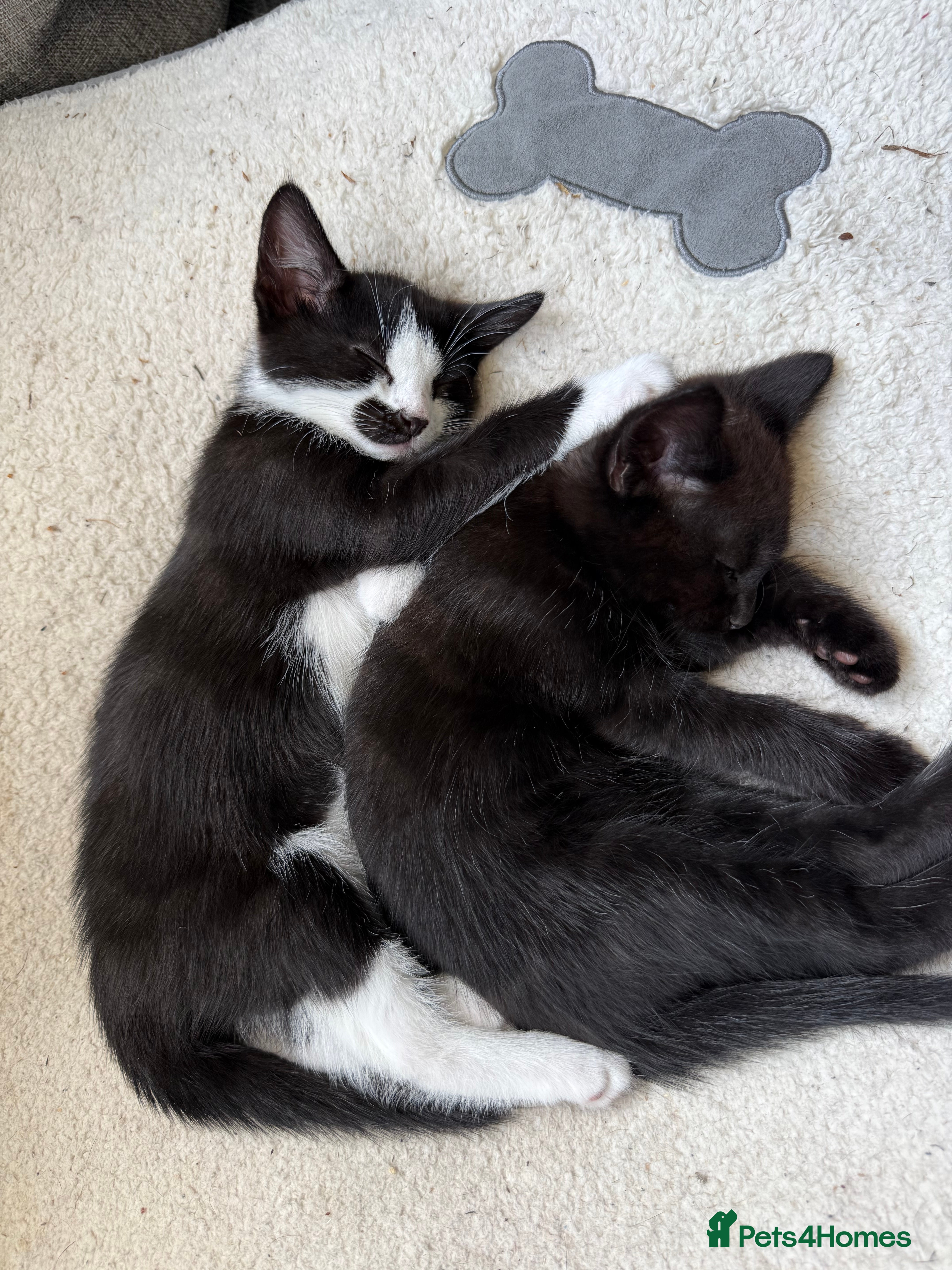 Domestic Shorthair cats Two Gorgeous Kittens  - Advert 1
