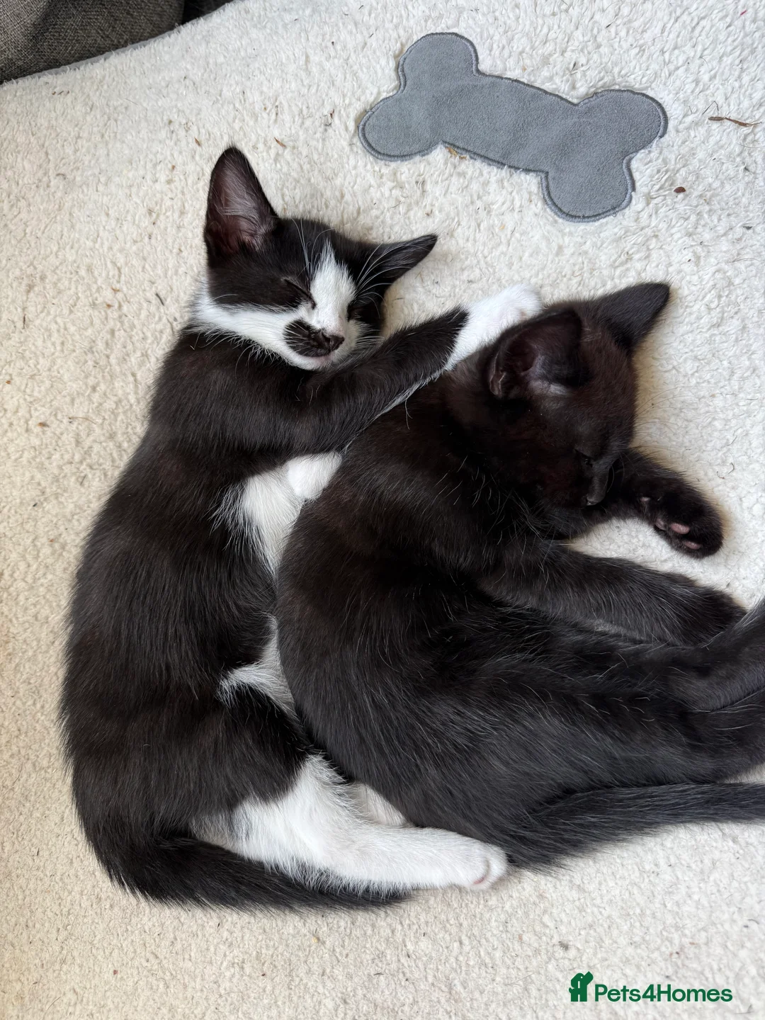 Domestic Shorthair cats for sale: Two Gorgeous Kittens  - Advert 1