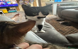 Mixed Breed cats for sale: Beautiful boy kitten ready for new home - Image 5