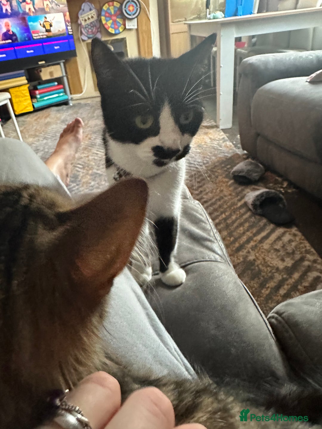 Mixed Breed cats for sale: Beautiful boy kitten ready for new home - Image 5