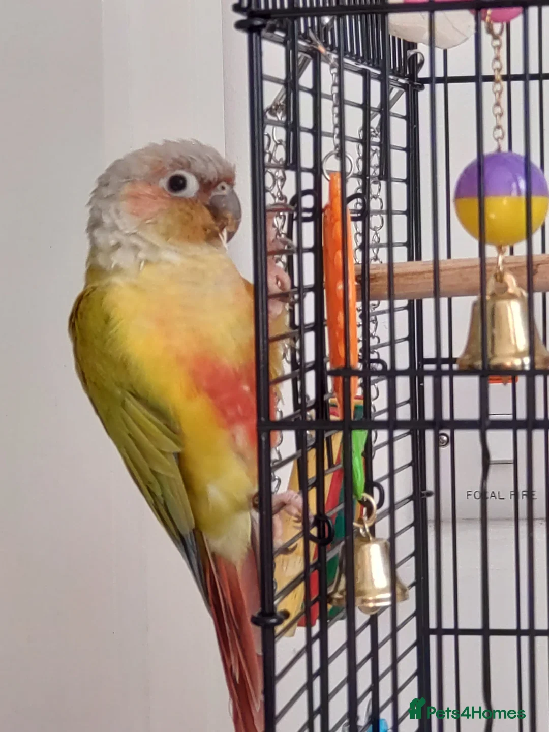 Parrots birds for sale: Parrot - Advert 1