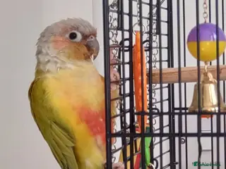 Parrots birds Parrot - Advert 1