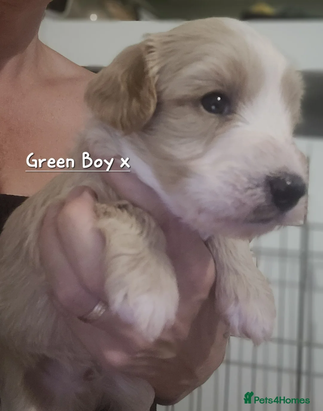 Maltipoo dogs for sale: Beautiful Maltipoo Puppies 4 weeks old  - Advert 2