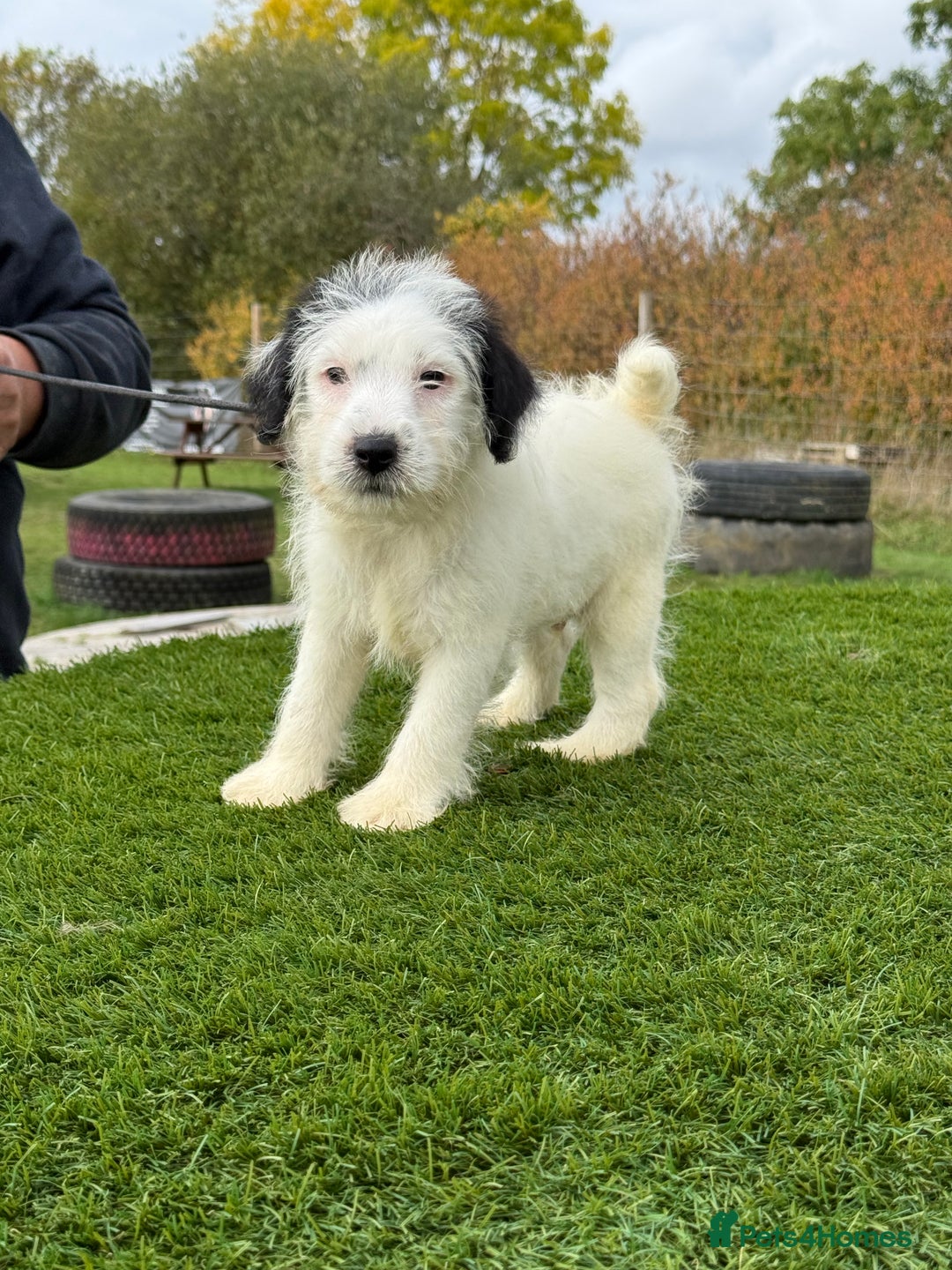 Jack Russell dogs for sale: Stunning Kc male puppy - Advert 4