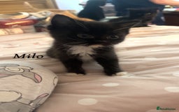 British Shorthair cats for sale: 3 kittens for sale - Image 4