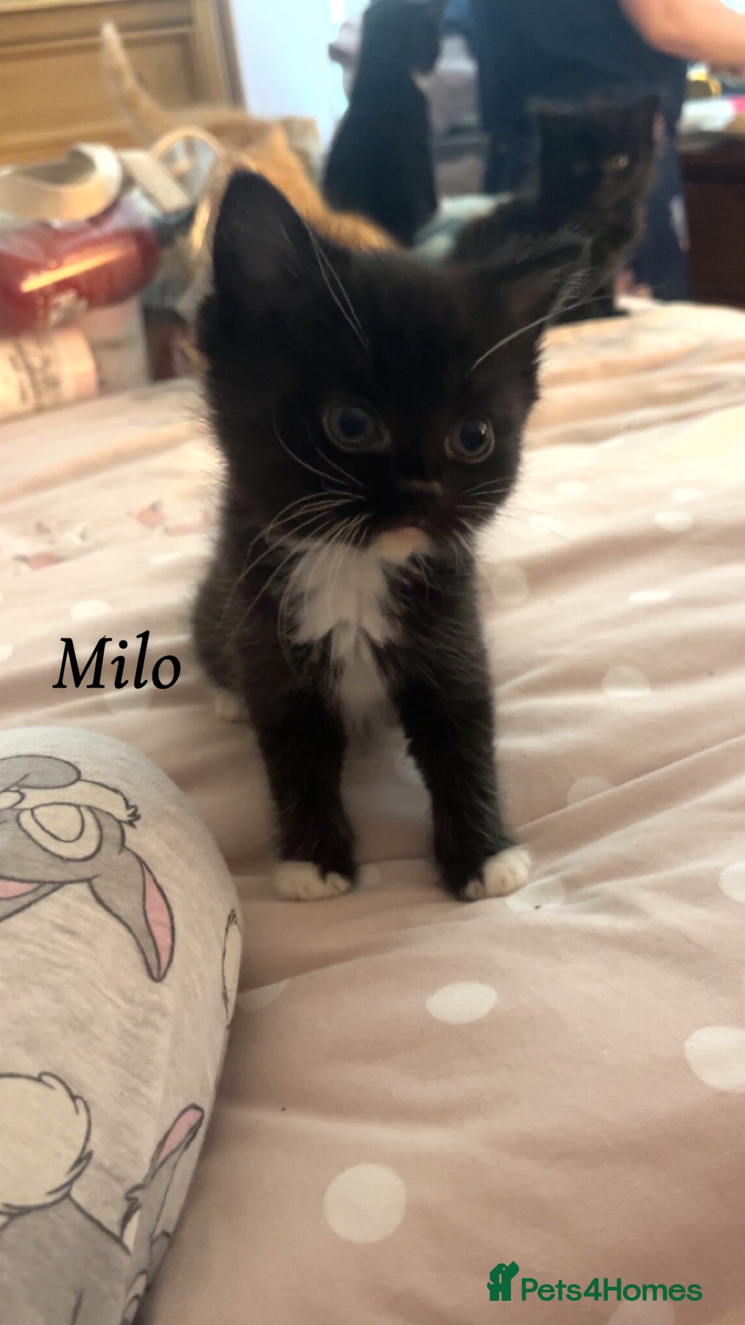 British Shorthair cats for sale: 3 kittens for sale - Image 4