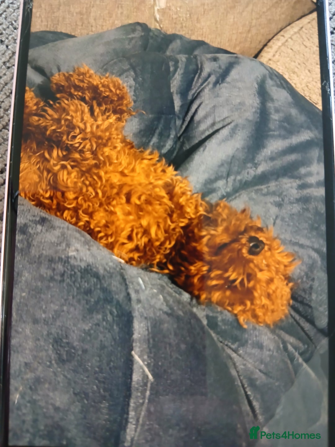 Cockapoo dogs for sale: My small cockpapoo - Image 22