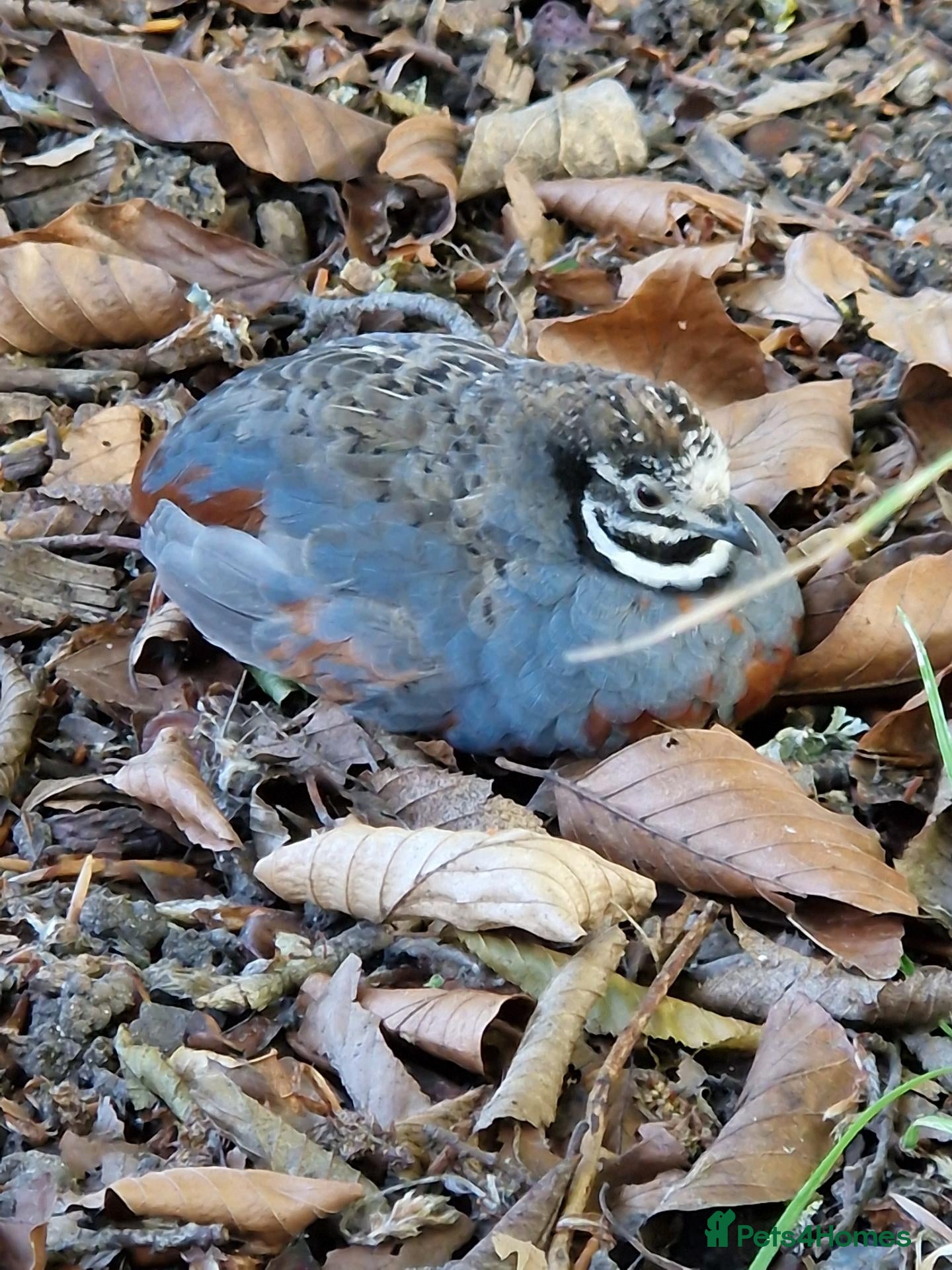Mixed Breed birds 9 Button Quail – Males and Females – North Hants - Advert 3