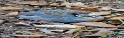 Mixed Breed birds for sale: 9 Button Quail – Males and Females – North Hants - Advert 1
