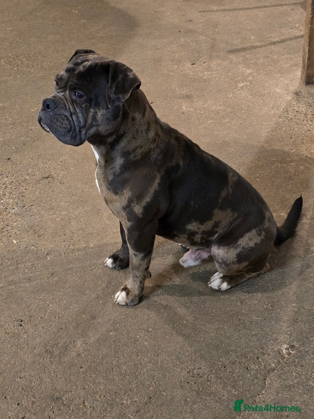 Mixed Breed dogs for sale: Yogi for sale  - Advert 2