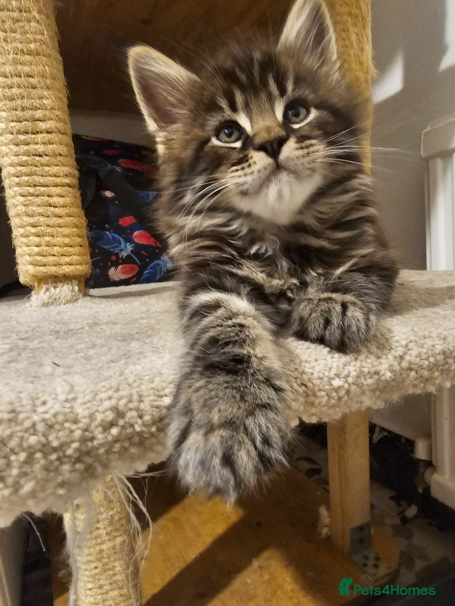 Maine Coon cats for sale: Maine Coon boy - Advert 6