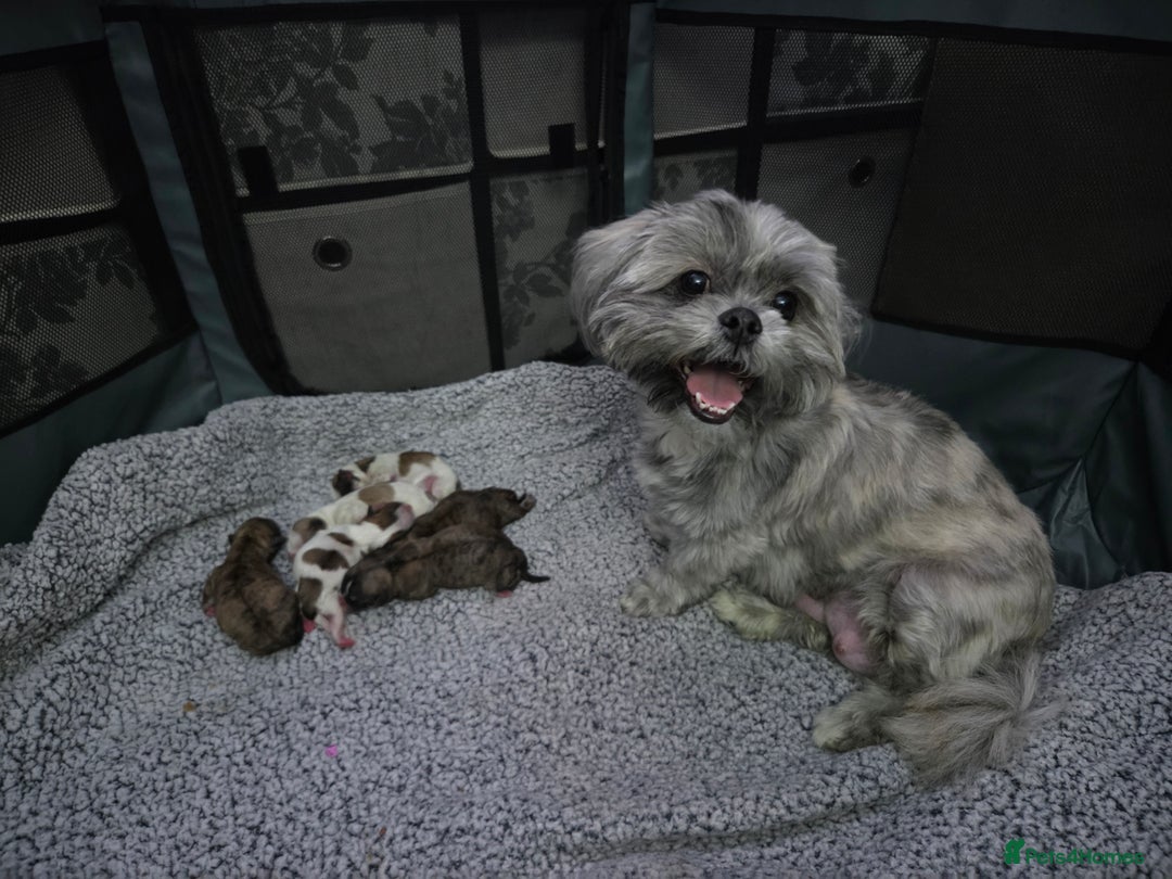 Shih Tzu dogs for sale: Imperial shih tzu puppies  - Advert 6