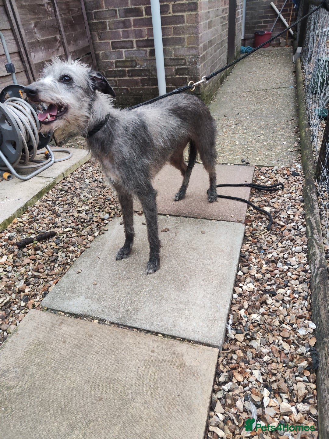 Mixed Breed dogs for sale: 3/4 bedlington whippet pups. - Image 6