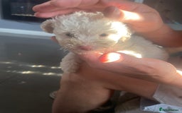 Bichon Frise dogs for sale: BICHON FRISE - Image 12