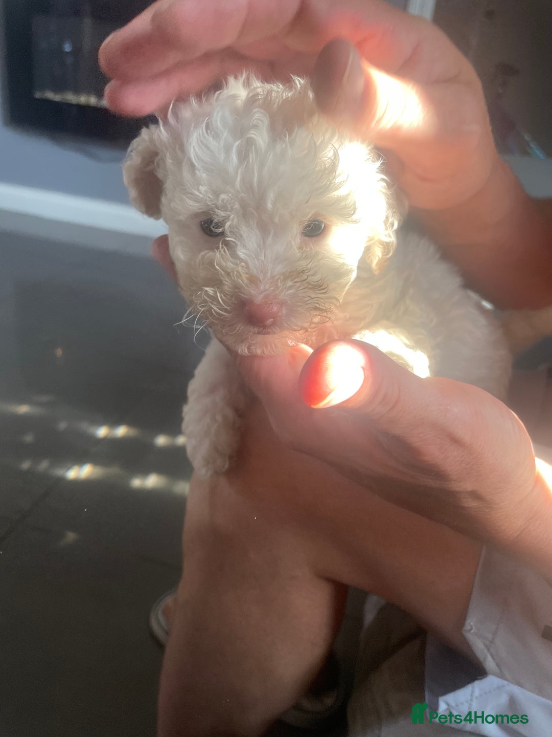 Bichon Frise dogs for sale: BICHON FRISE - Image 12