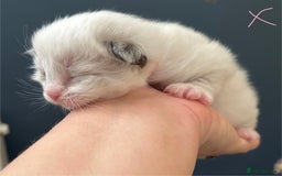 Ragdoll cats for sale: Stunning Rainbow of Ragdoll Kittens - Image 4