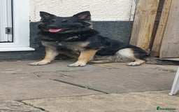 German Shepherd dogs for sale: German shepherd  - Image 1
