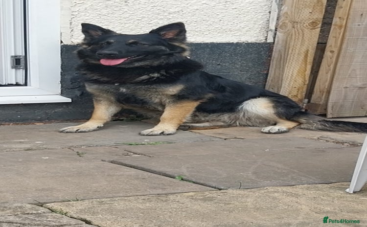 German Shepherd dogs - Advert 7