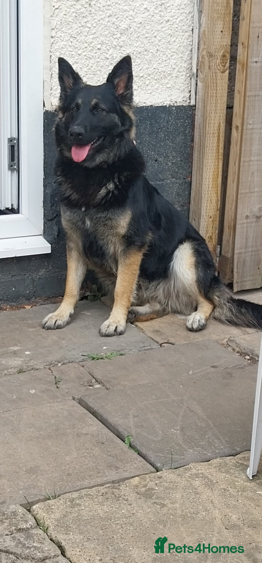 German Shepherd dogs for sale: German shepherd  - Image 1