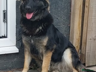 German Shepherd dogs - Advert 21