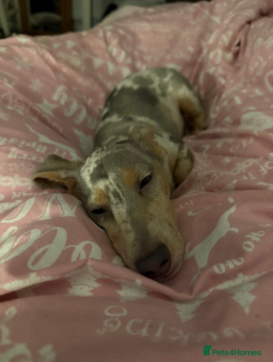 Miniature Dachshund dogs for sale: Milo  - Advert 2