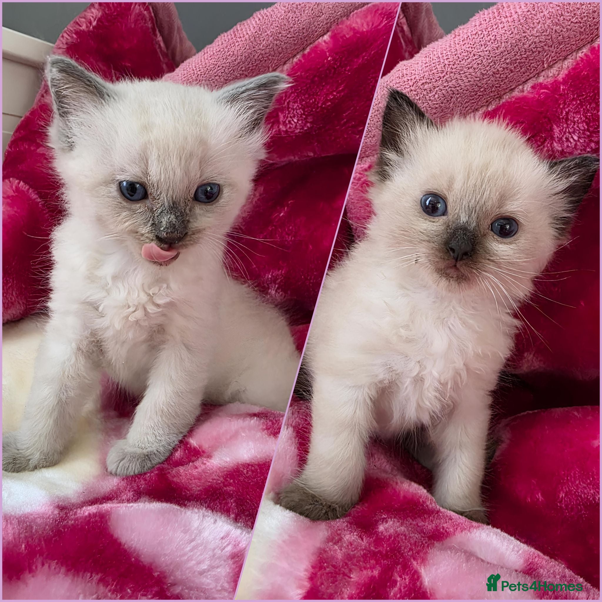 Ragdoll cats Ragdolls kittens.Ready for pickup😻🙀 - Advert 1