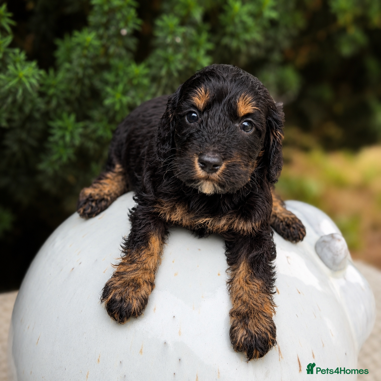 Cockapoo dogs Stunning unusual cockapoos  - Advert 2