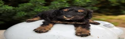 Cockapoo dogs for sale: Stunning unusual cockapoos  - Advert 2
