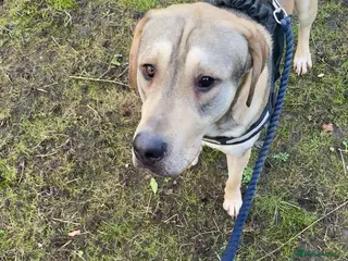 Sheprador dogs RORY - Advert 5