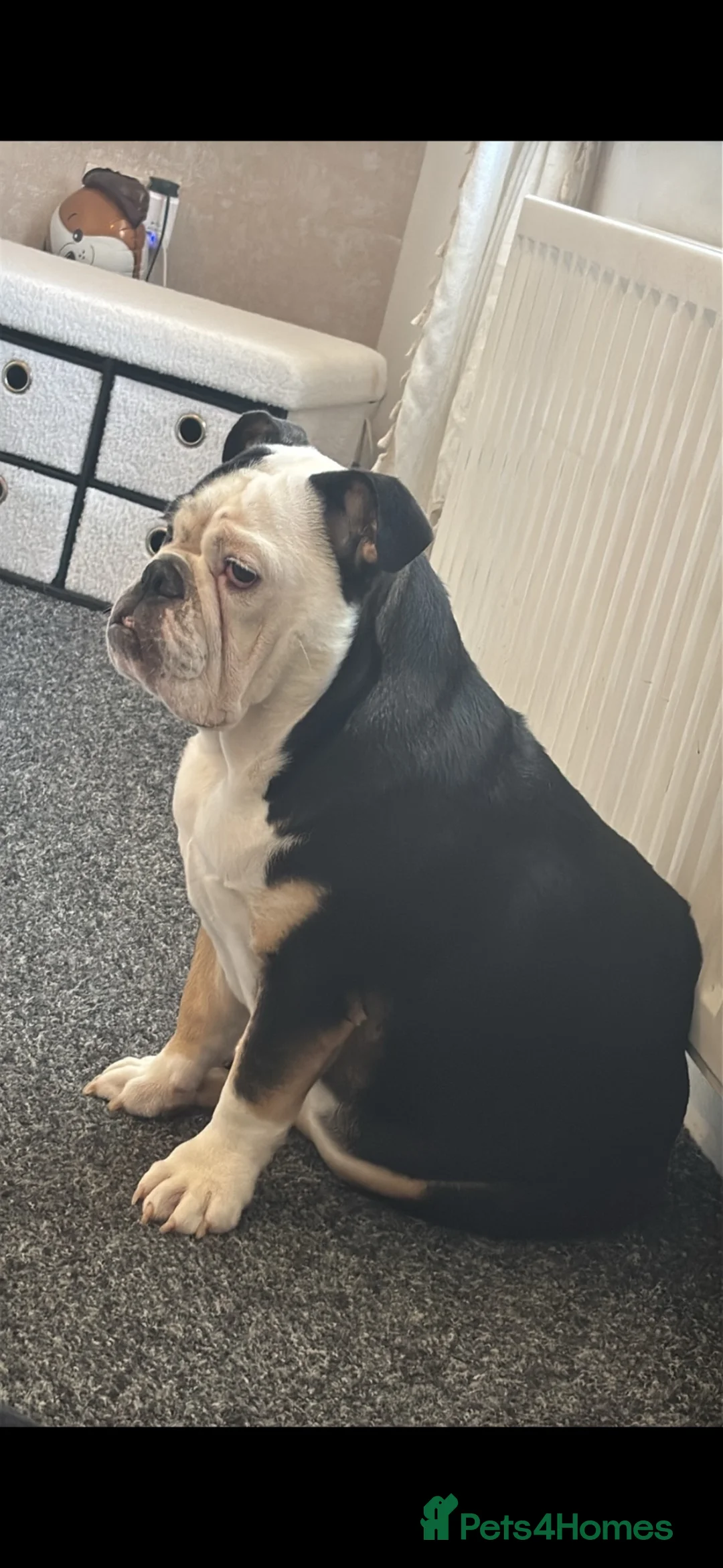 English Bulldog dogs for sale: English bulldog - Advert 2