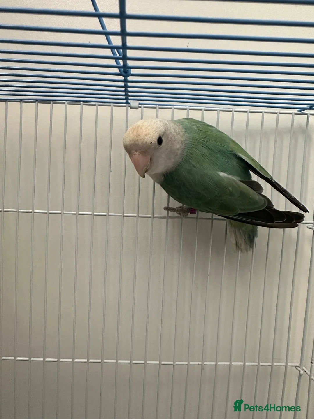 Lovebirds birds for sale: Male lovebird in Leigh - Advert 1