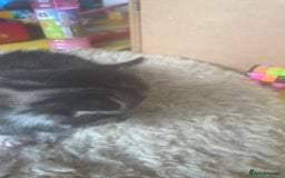 Bengal cats for sale: Part bengal kittens  - Image 15