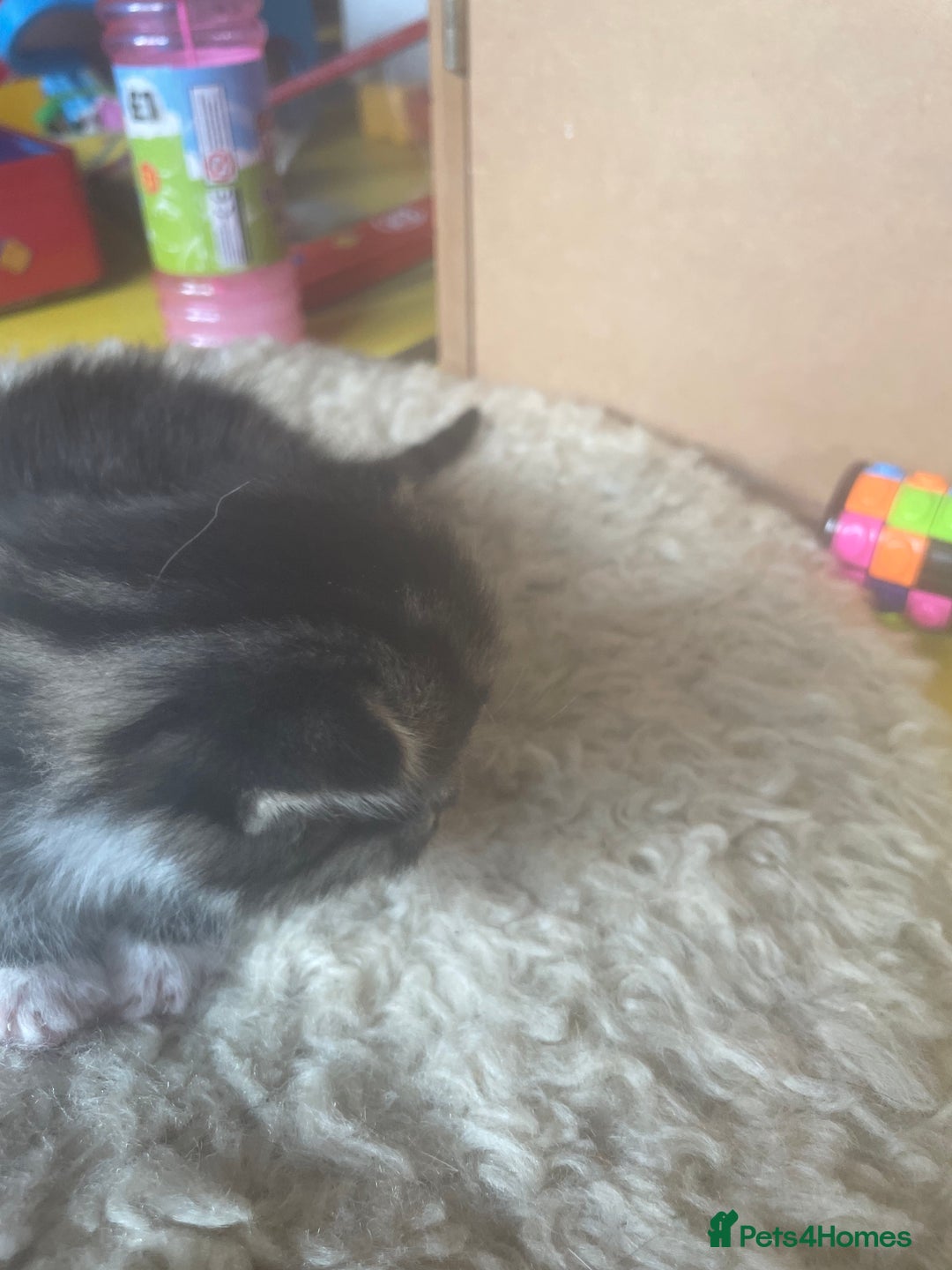 Bengal cats for sale: Part bengal kittens  - Image 15