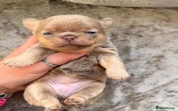 Chihuahua dogs for sale: 💖 Esquire litter of chihuahua puppies 💖 - Advert 29