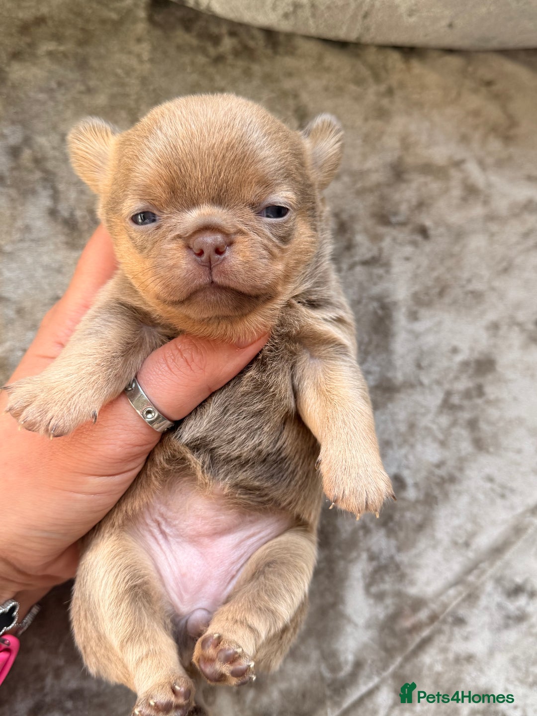 Chihuahua dogs for sale: 💖 Esquire litter of chihuahua puppies 💖 - Advert 29