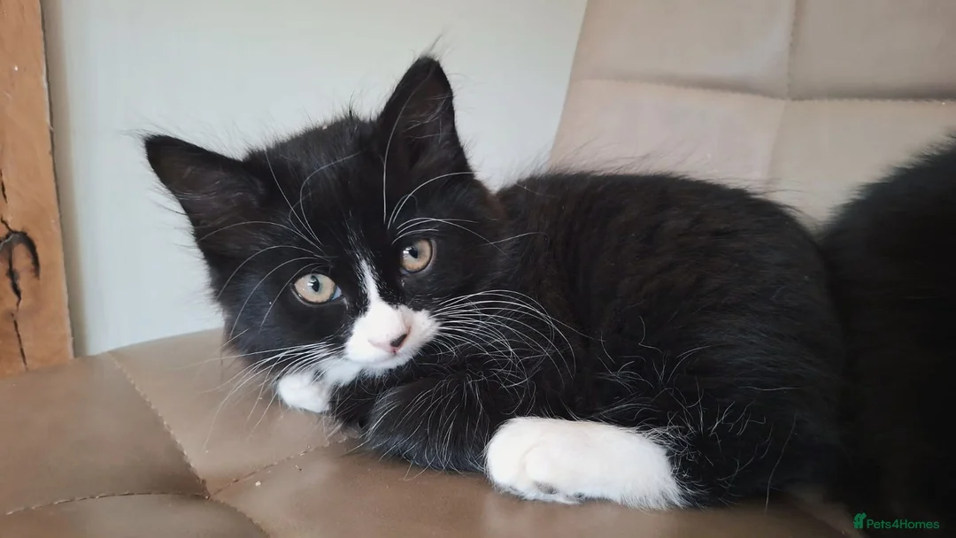 Mixed Breed cats for sale: Last one! Ragdoll Cross Kittens - Ready To Leave - Advert 2