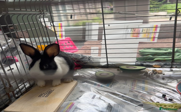 Dwarf Lop rabbits - Advert 1