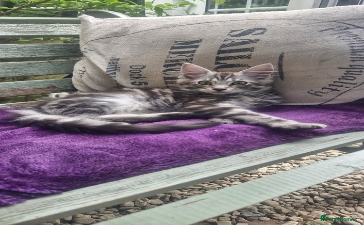 Maine Coon cats - Advert 11