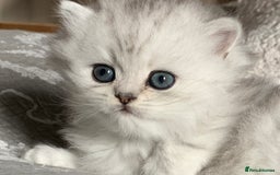 Persian cats for sale: Doll faced Persian kittens - Image 7